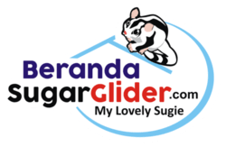 Logo Beranda Sugar Glider