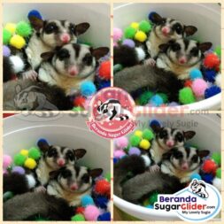 Mandi Bola Warna Warni Mainan Hewan Peliharaan Kecil Sugar Glider SG Bajing Kelapa Landak Mini Tupai Terbang Mamalia