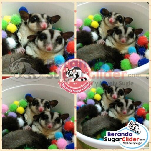 Mandi Bola Warna Warni Mainan Hewan Peliharaan Kecil Sugar Glider SG Bajing Kelapa Landak Mini Tupai Terbang Mamalia